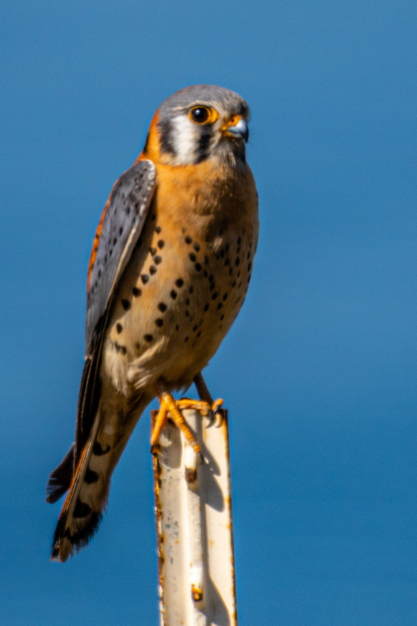 American Kestrel at Malibu Beach
