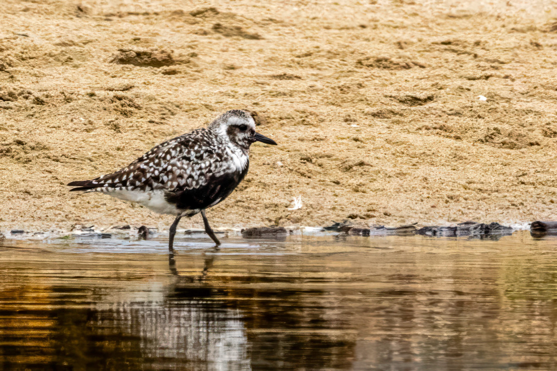 Black-Bellied Plover at Malibu Lagoon