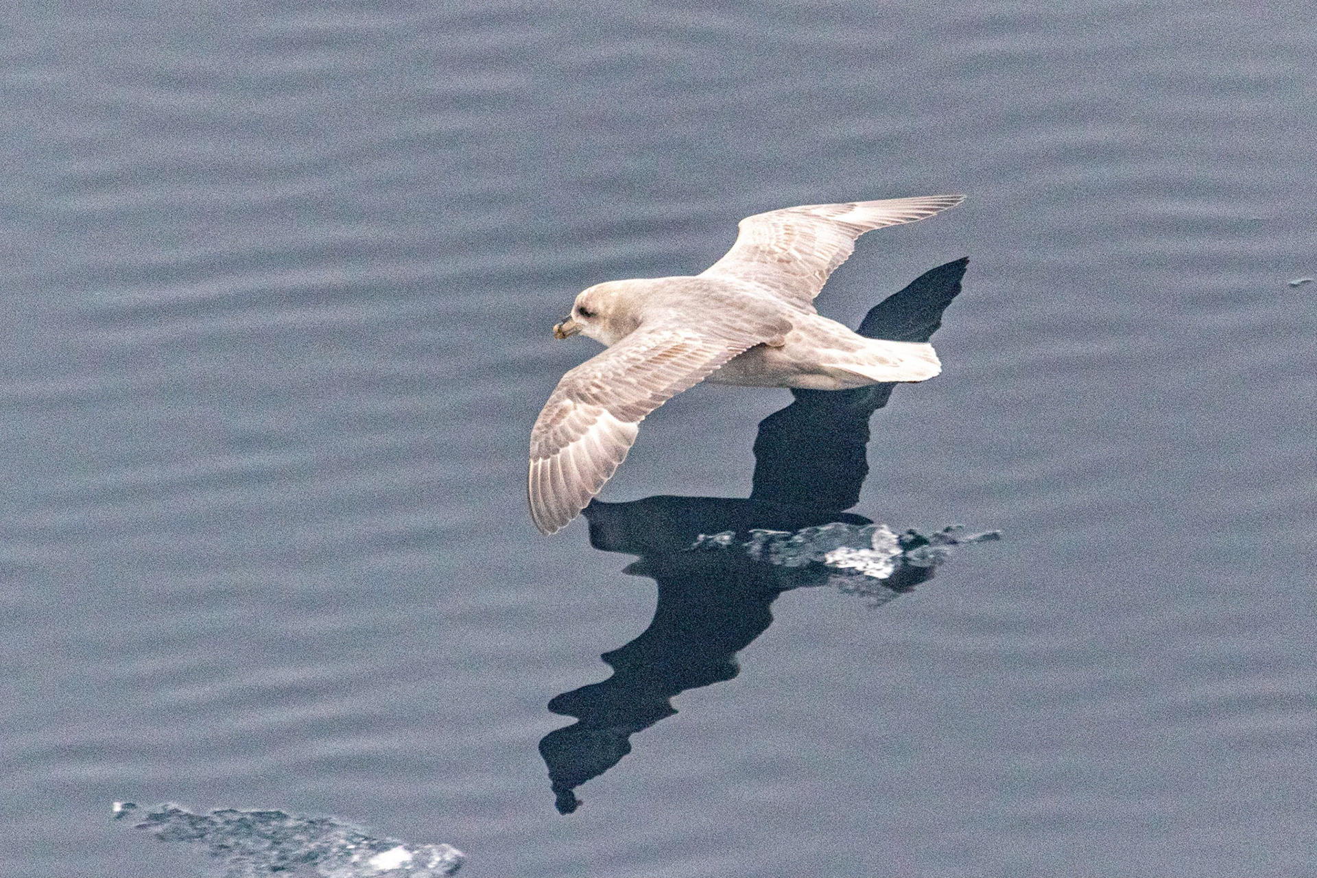 Ice Edge Lat 80 Deg 28.5 Min North Northern Fulmar