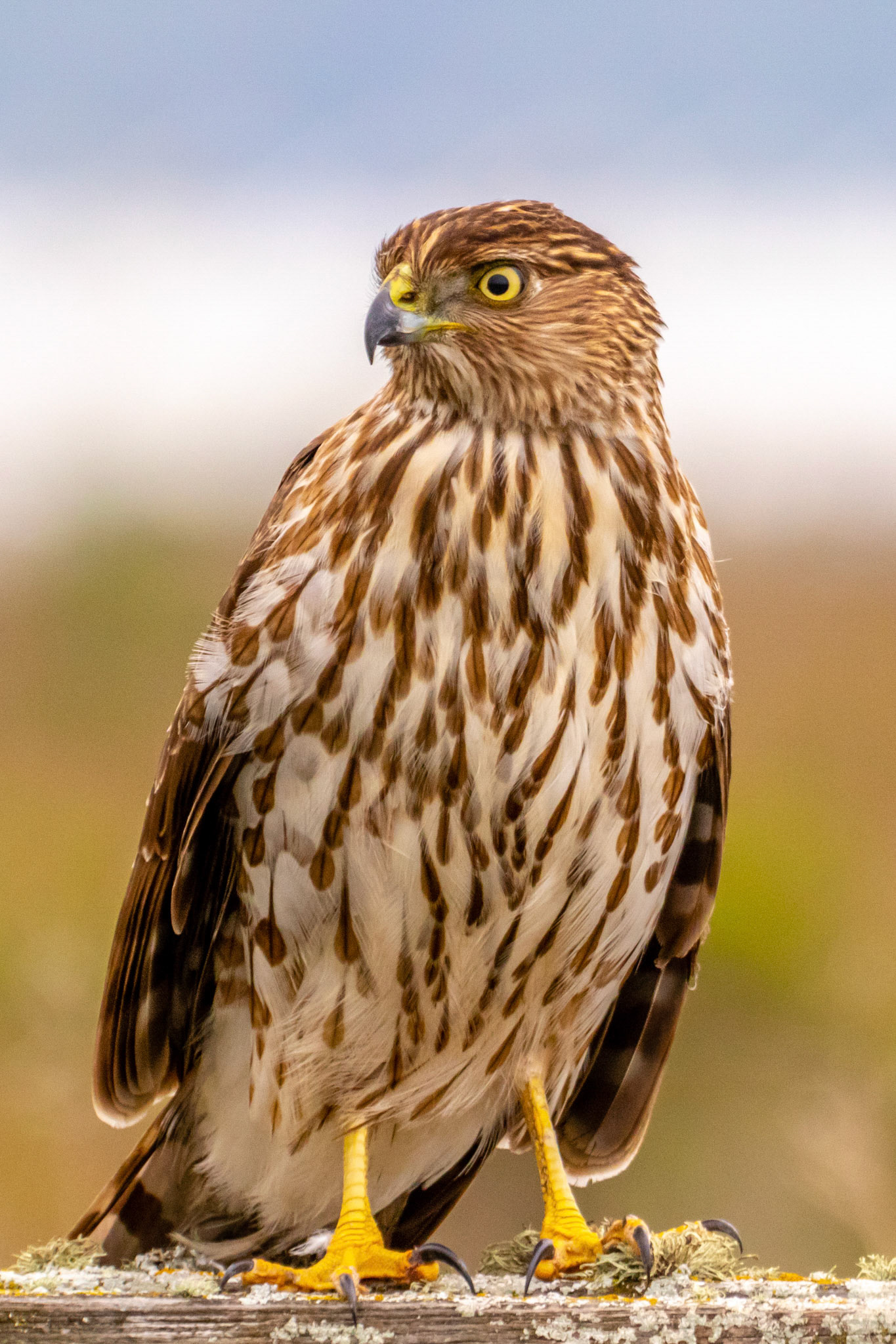 Immature Cooper's Hawk at Ormond Beach