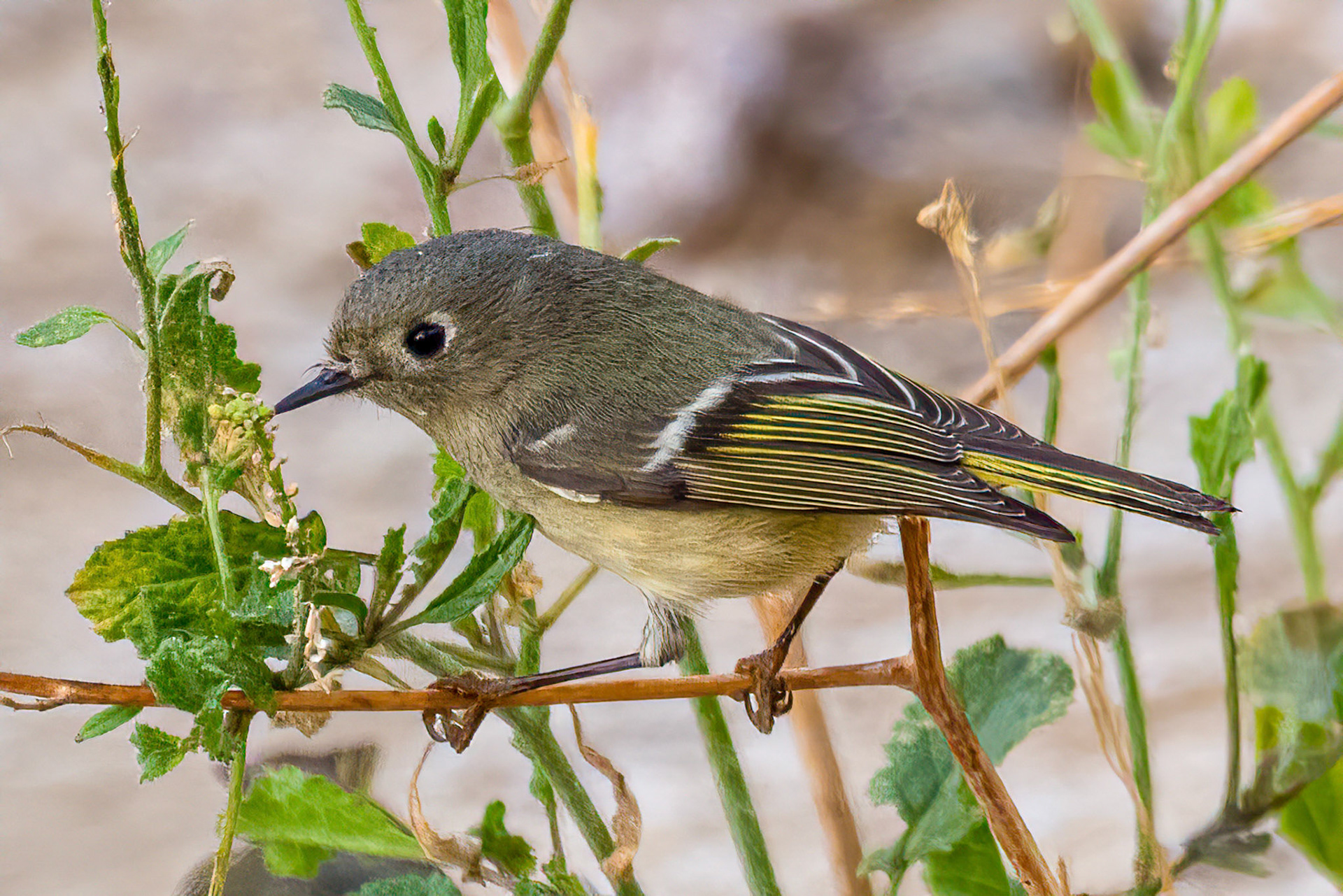 Female Ruby-crowned Kinglet in Simi Arroyo