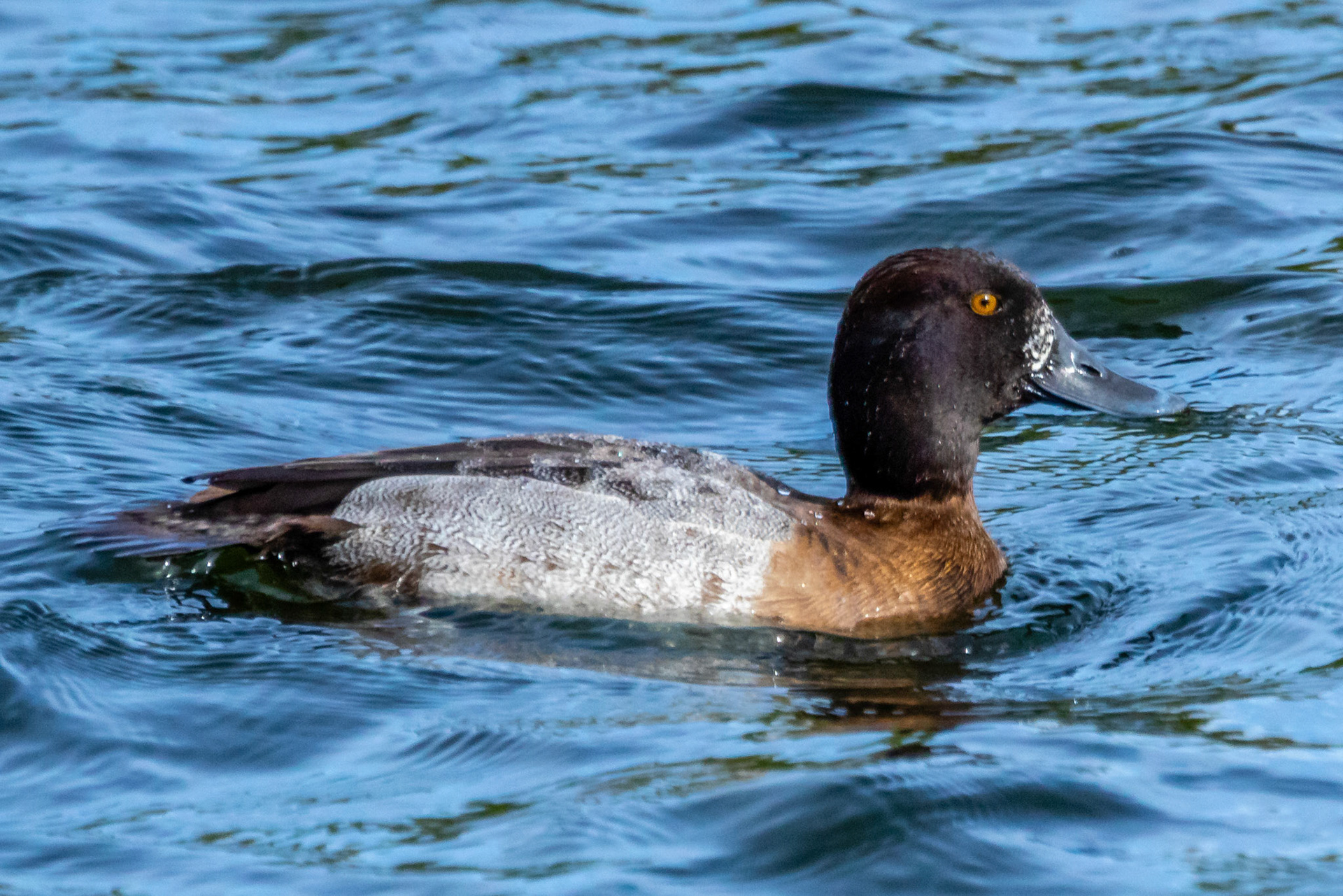 Lesser Scaup at Ventura Ponds