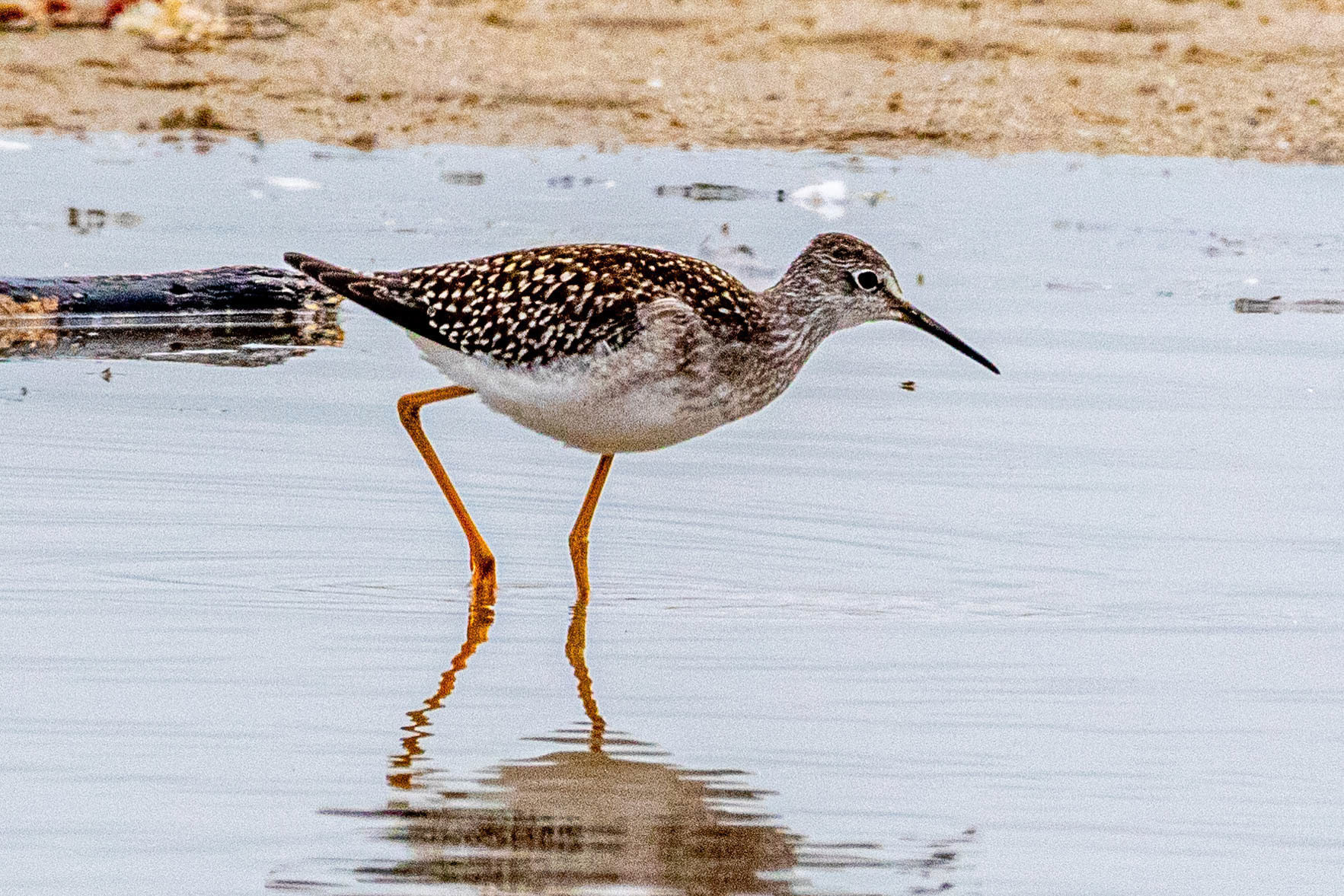 Lesser Yellowlegs at Malibu Lagoon