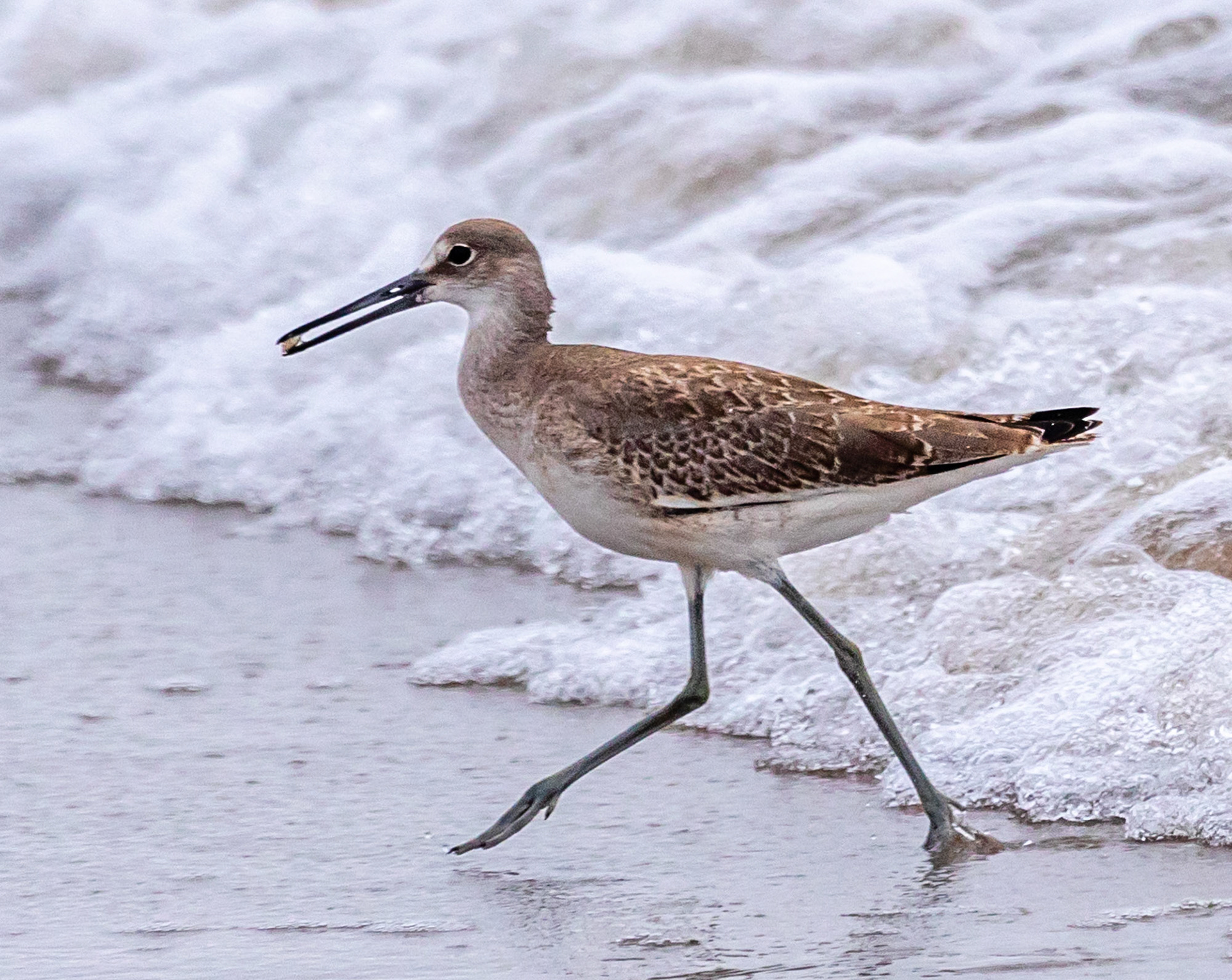 Willet at Ventura Beach