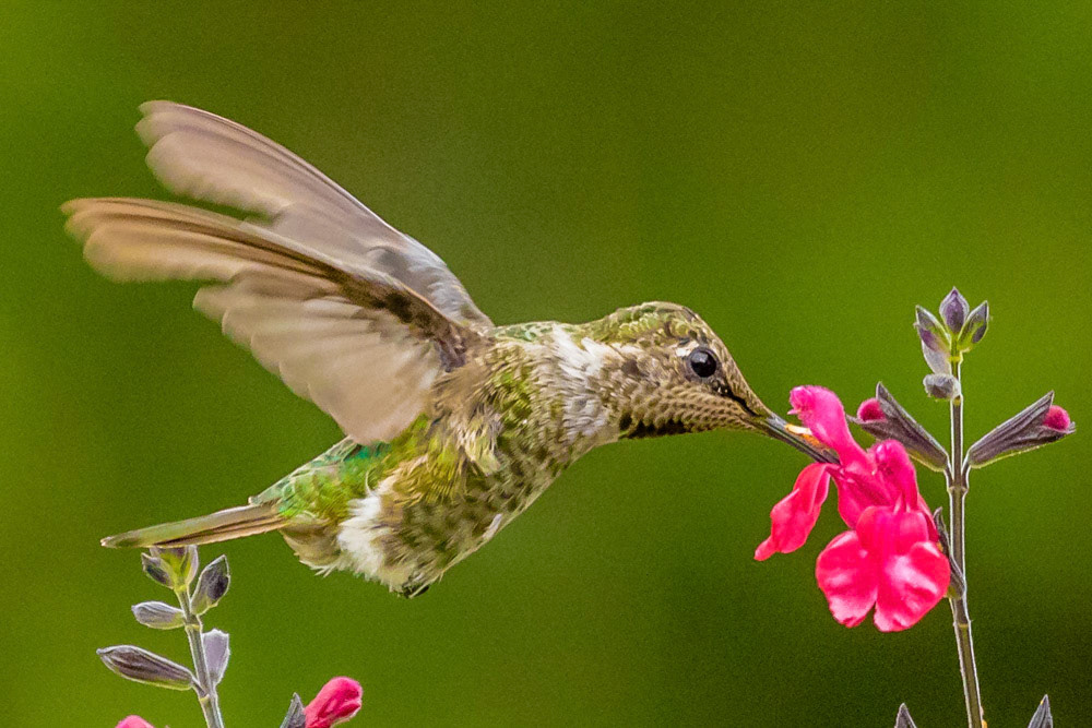 Allen's Hummingbird in Thousand Oaks