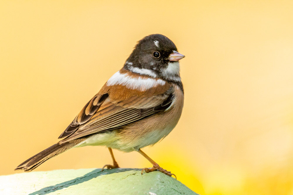 Dark-Eyed Junco in Port Huenemem