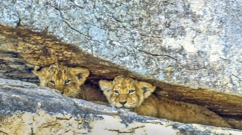 Masai Mara Lion Cubs