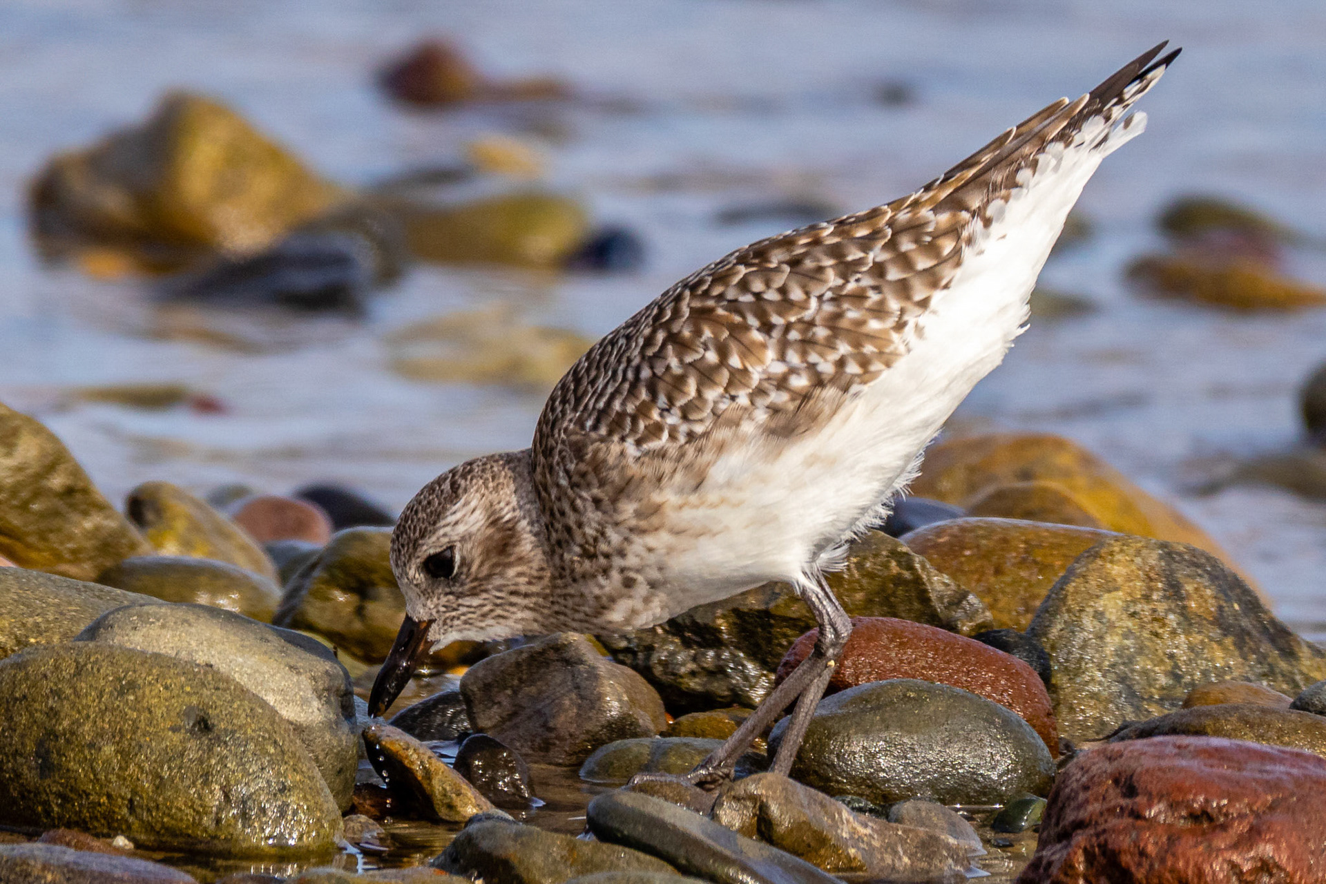 Black-bellied Plover at Malibu Lagoon