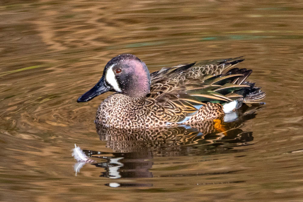 Blue-Winged Teal in Simi Arroyo