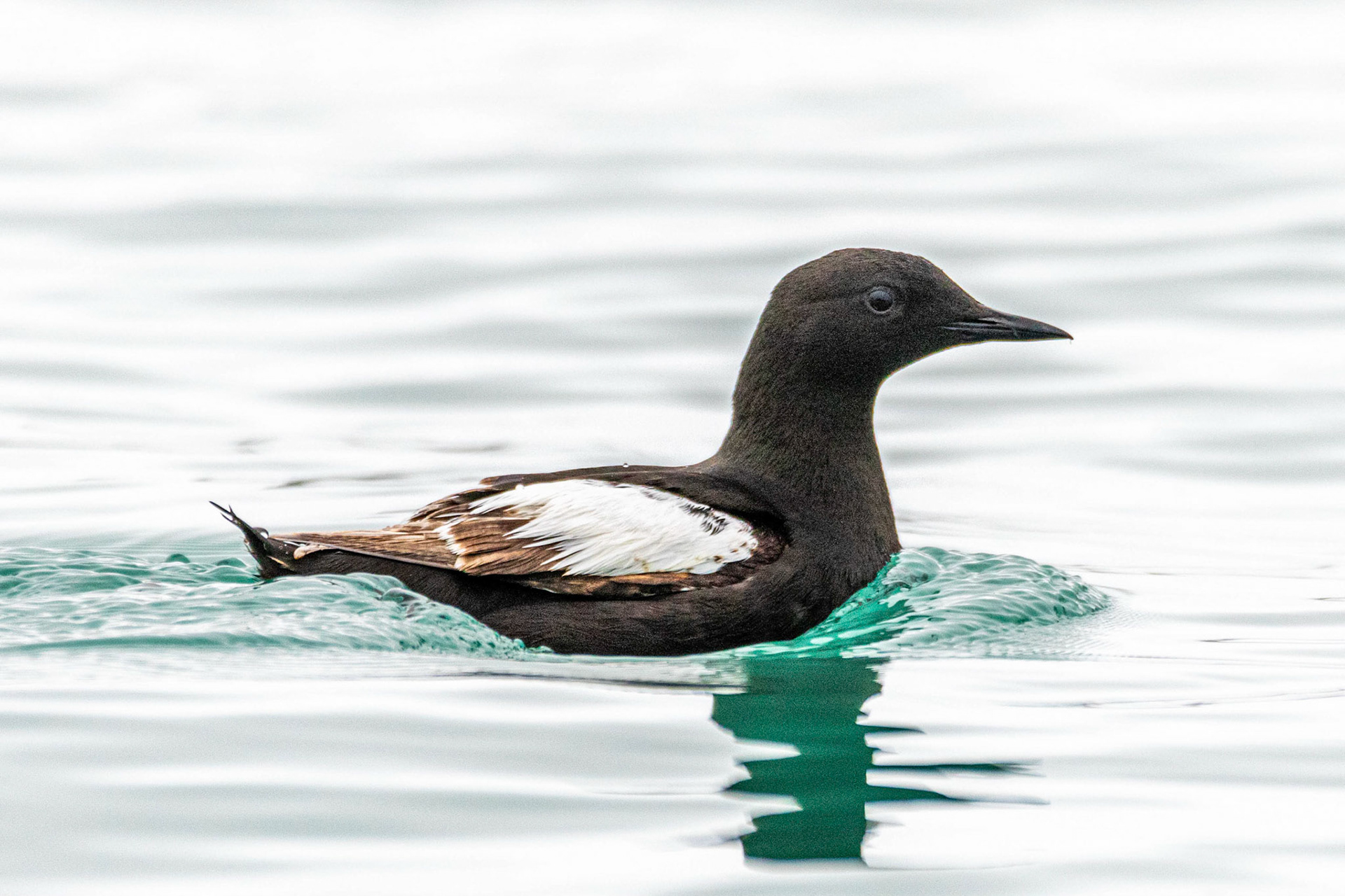 Hamiltonbukta Svalbard Black Guillemot