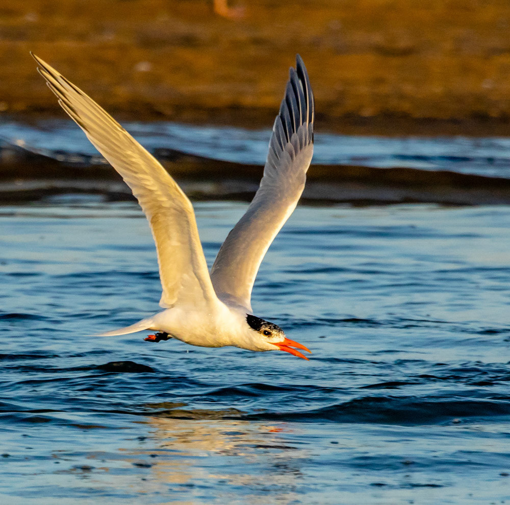 Caspian Tern at Ventura Lagoon