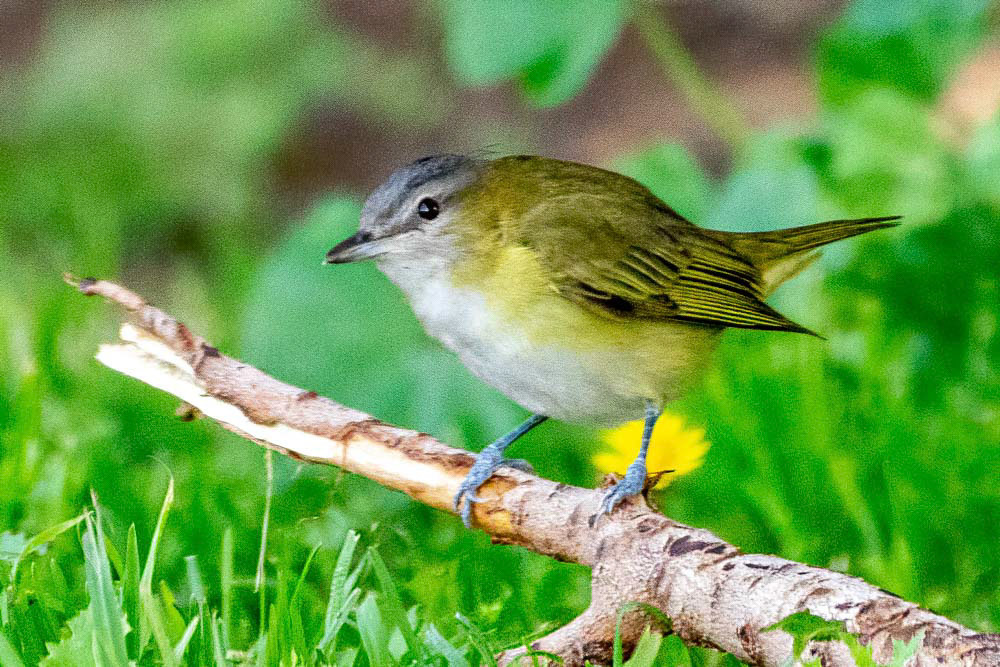 Yellow-Green Vireo at Bob Killdee Park