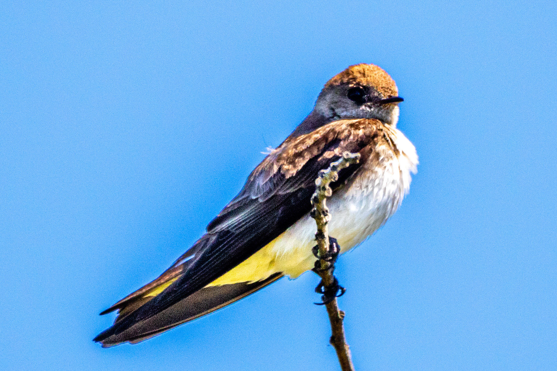 Northern Rough-winged Swallow at Ventura Ponds