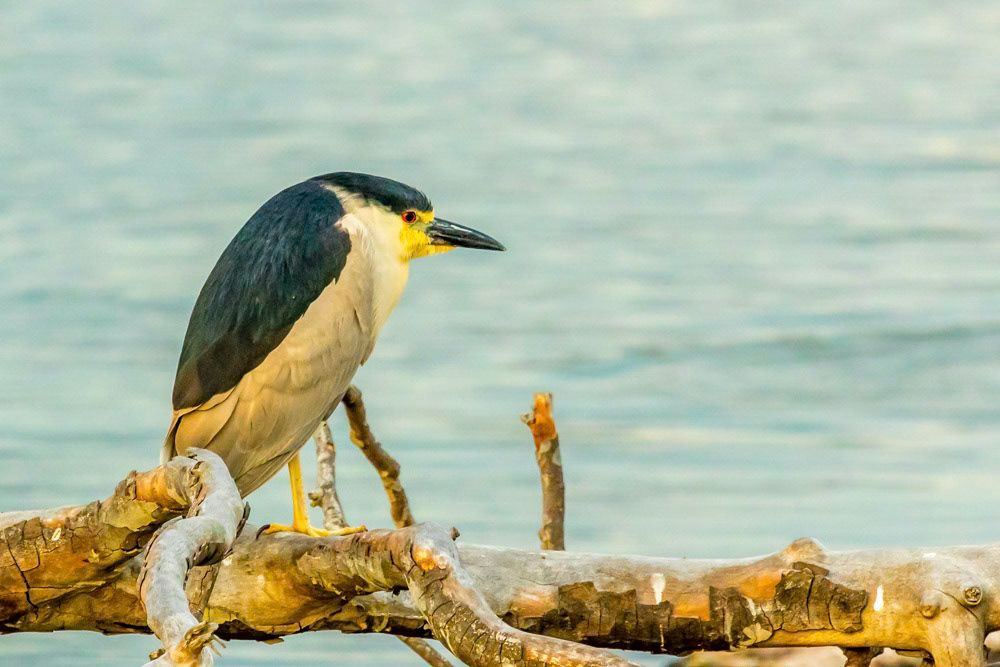 Black Crowned Night Heron
