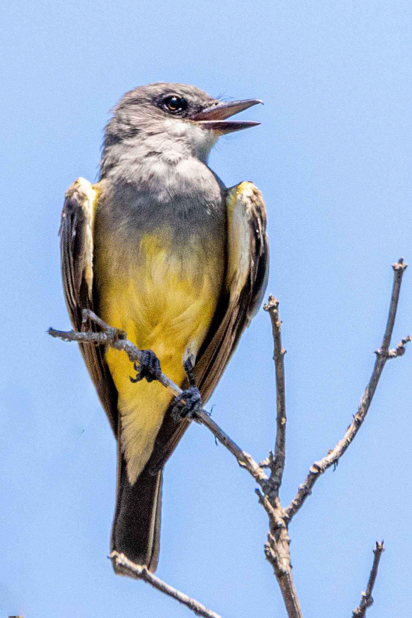 Cassin's Kingbird at Sepulveda Dam