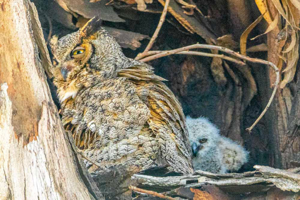 Great Horned Owl and Chick at Olivas Adobe