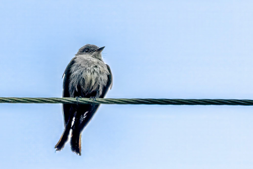 Western-Wood Pewee at Bates Bridge