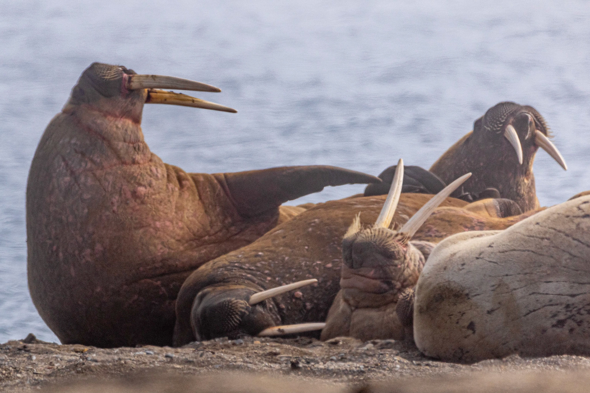 Poolepynten Walrus