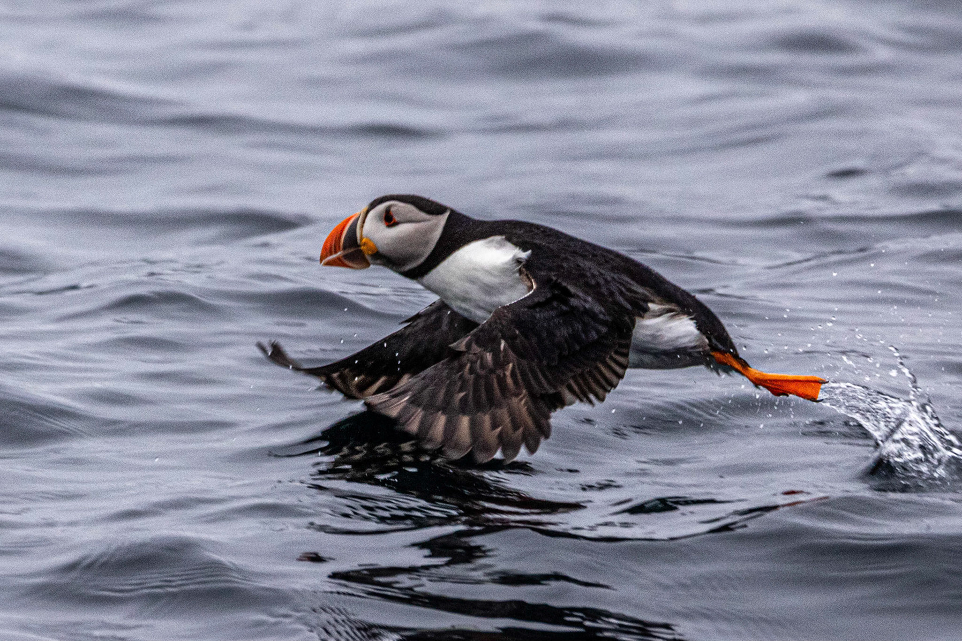 North Cape Gjesvær Bird Watching Tour  Atlantic Puffin