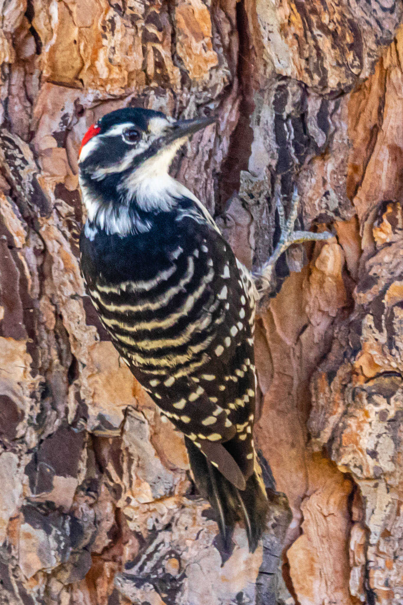 Downy Woodpecker