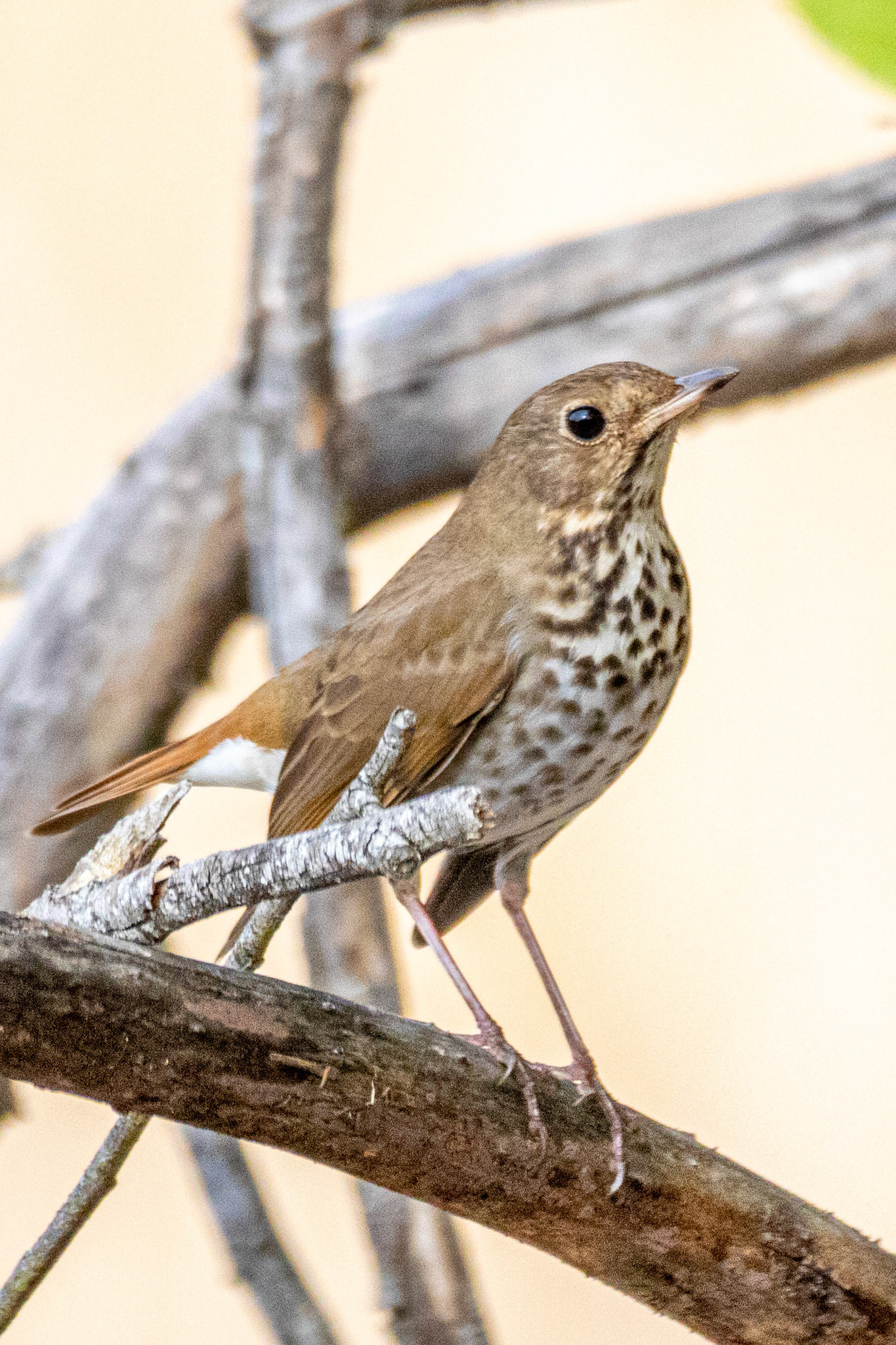 Hermit Thrush at Los Carneros County Park