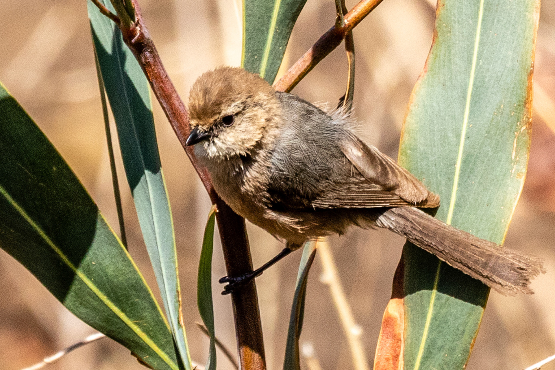 Bushtit in Oak Park