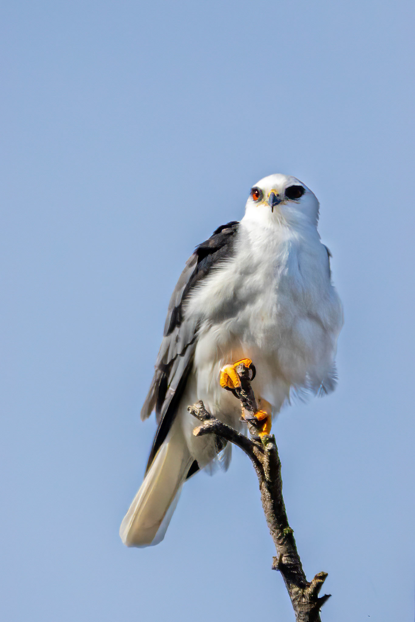 White-tailed Kite at Devereaux Slough