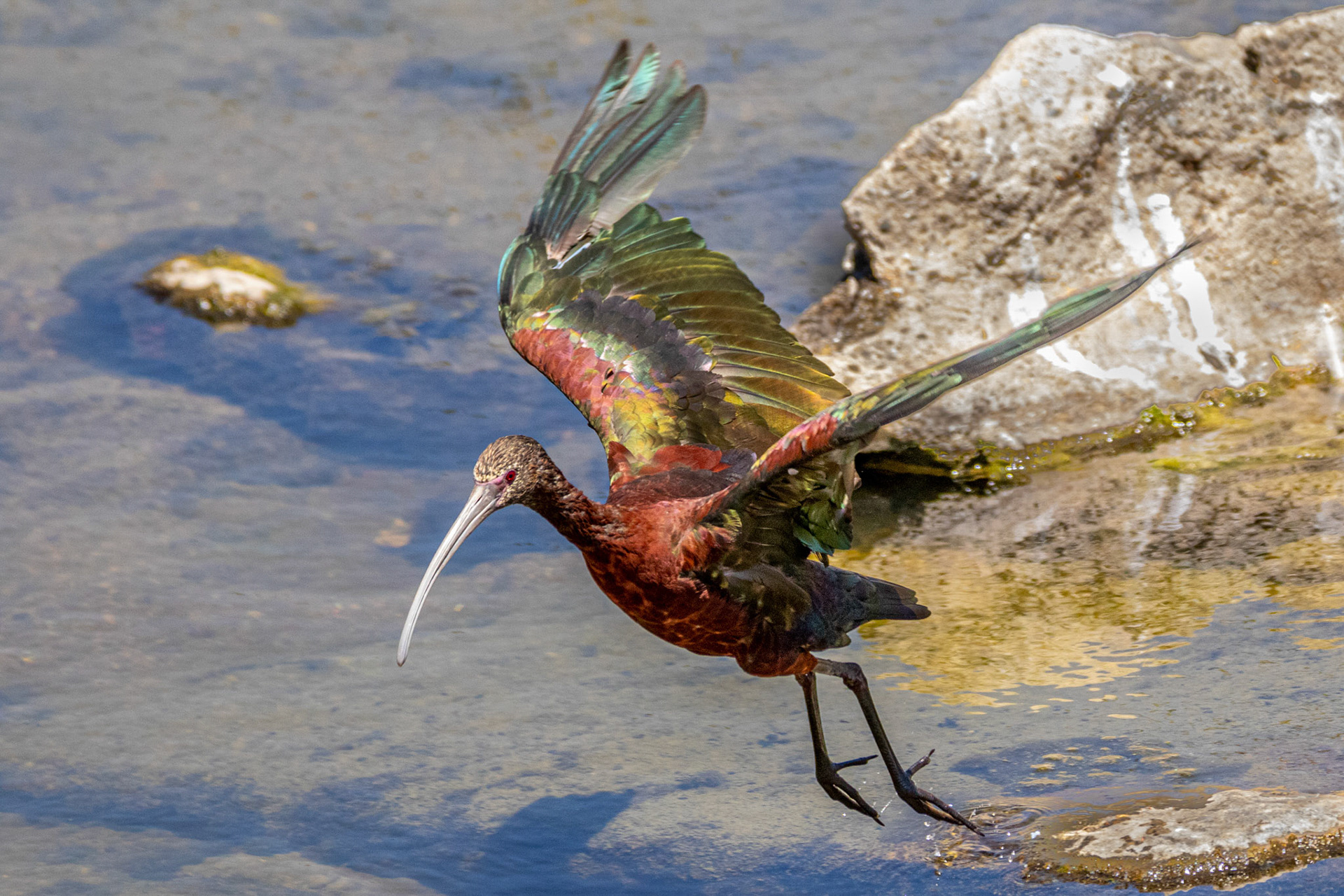 White-faced Ibis at Simi Ponds