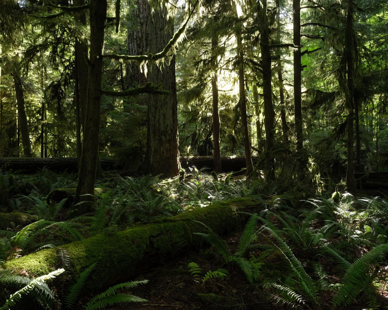 Vancouver Island, Canada - 2023 - 10