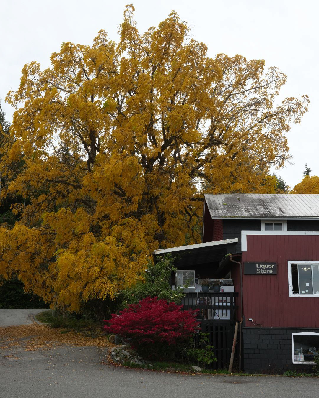 Vancouver Island, Canada - 2023 - 18
