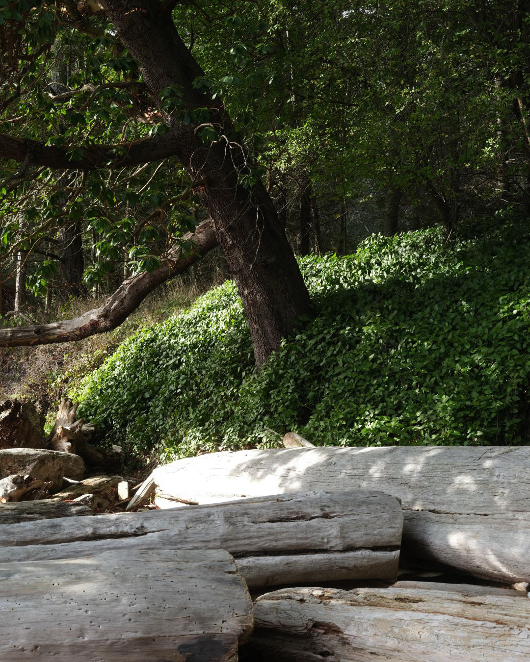 Vancouver Island, Canada - 2023 - 06