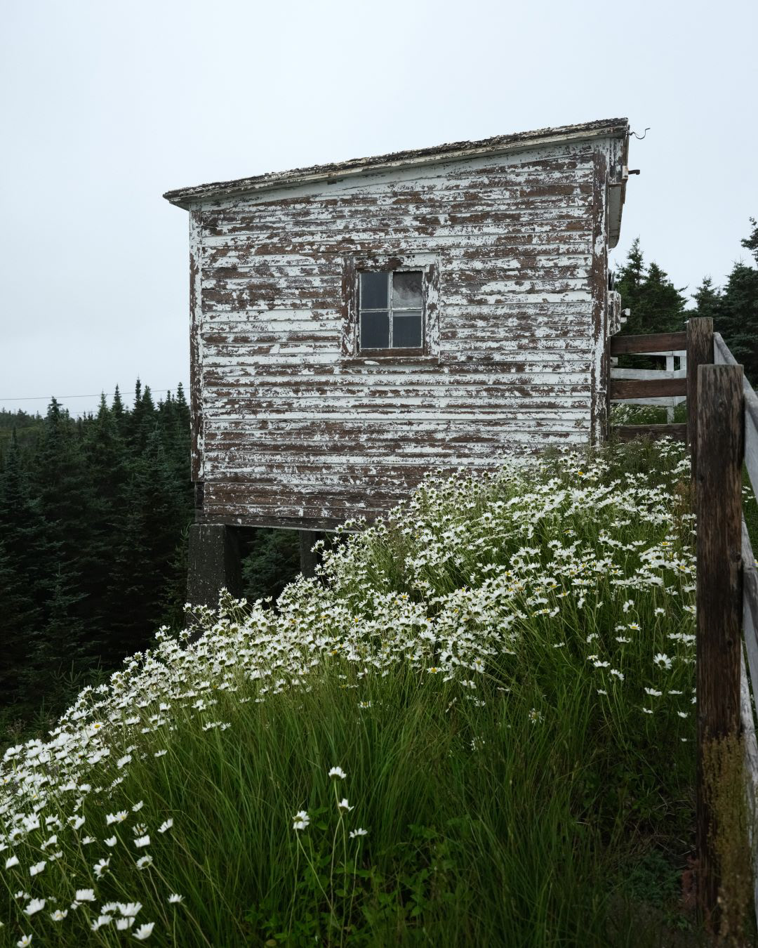 Newfoundland, Canada - 2023 - 26