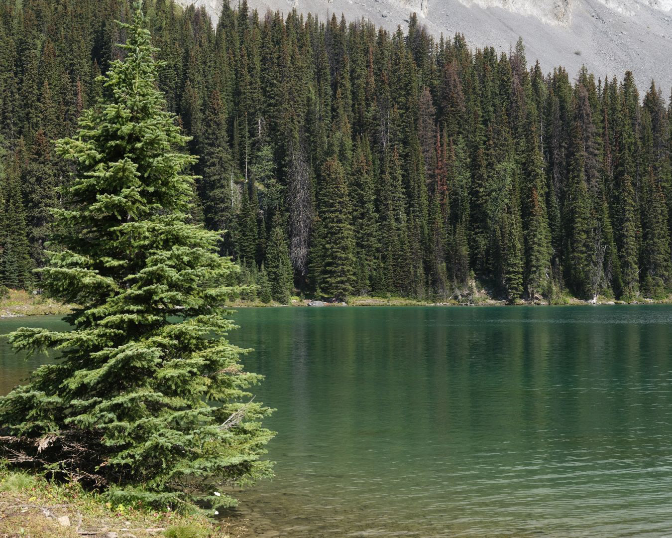 Summer in the Canadian Rockies - 2023 - 33
