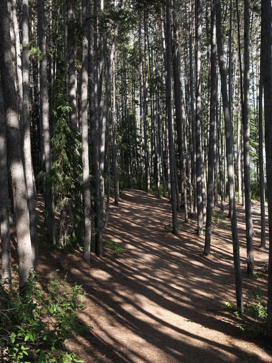 Summer in the Canadian Rockies - 2023 - 13