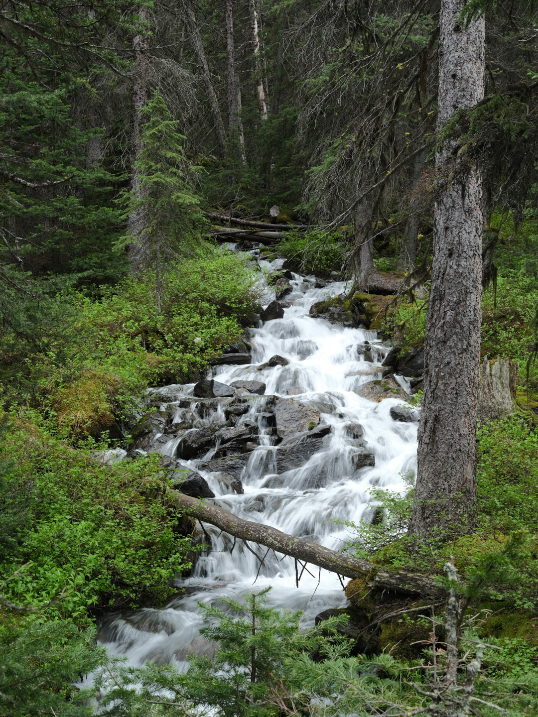 Summer in the Canadian Rockies - 2026 - 41