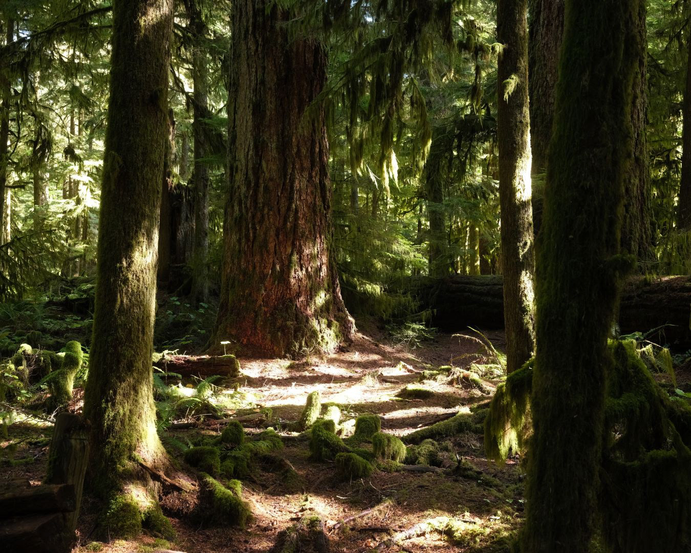 Vancouver Island, Canada - 2023 - 04