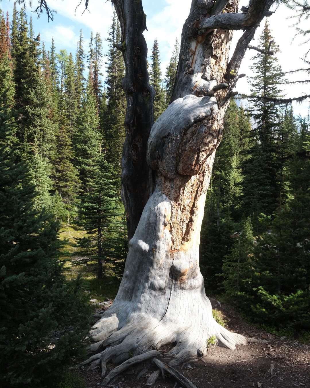 Summer in the Canadian Rockies - 2023 - 29
