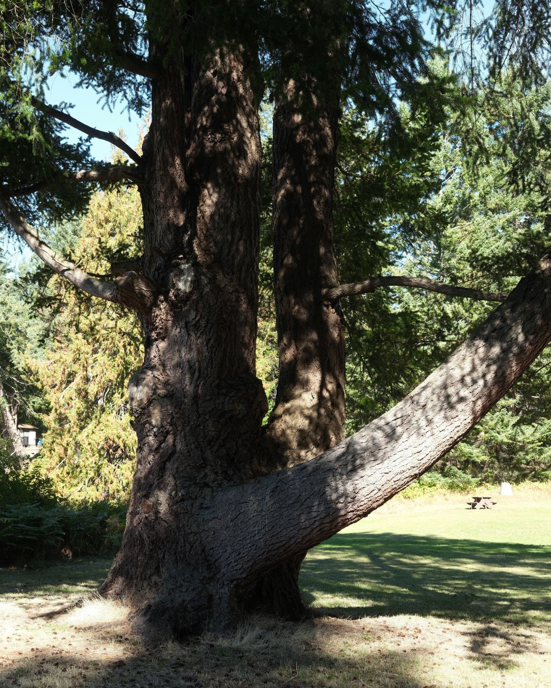 Vancouver Island, Canada - 2023 - 07