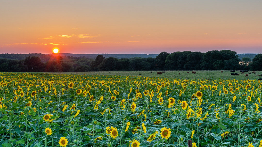Sunflower Sunset