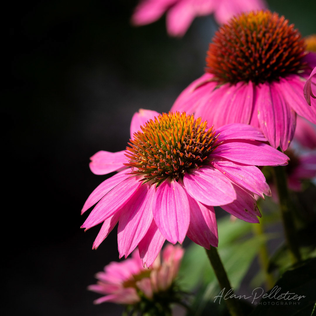 Cone Flowers