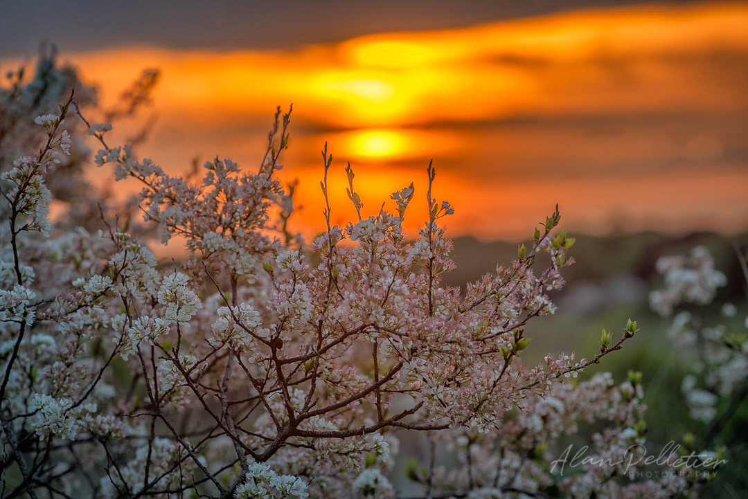 Summer Flower Sunset