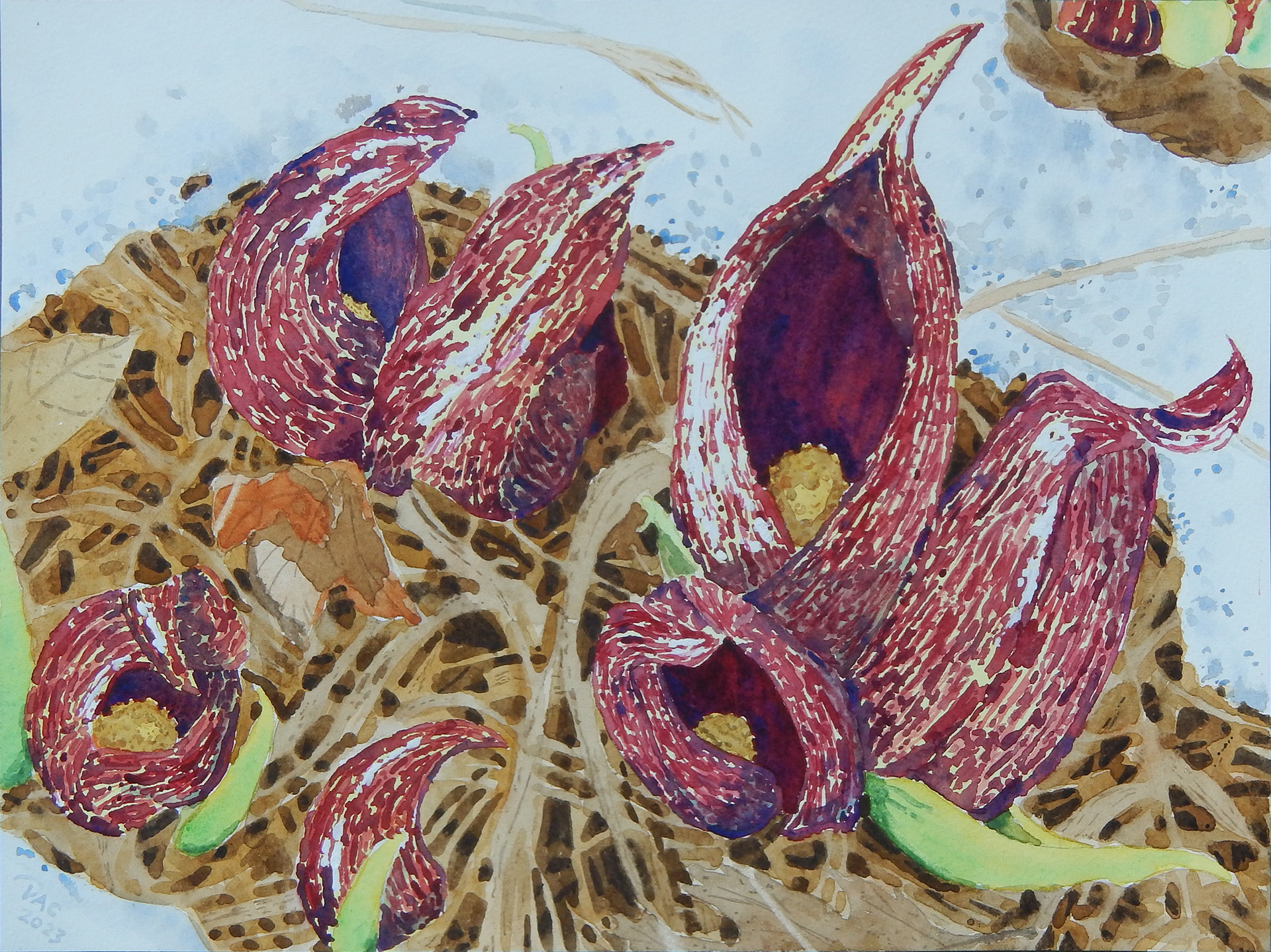 Skunk Cabbage, Morningside Park, 9x12"