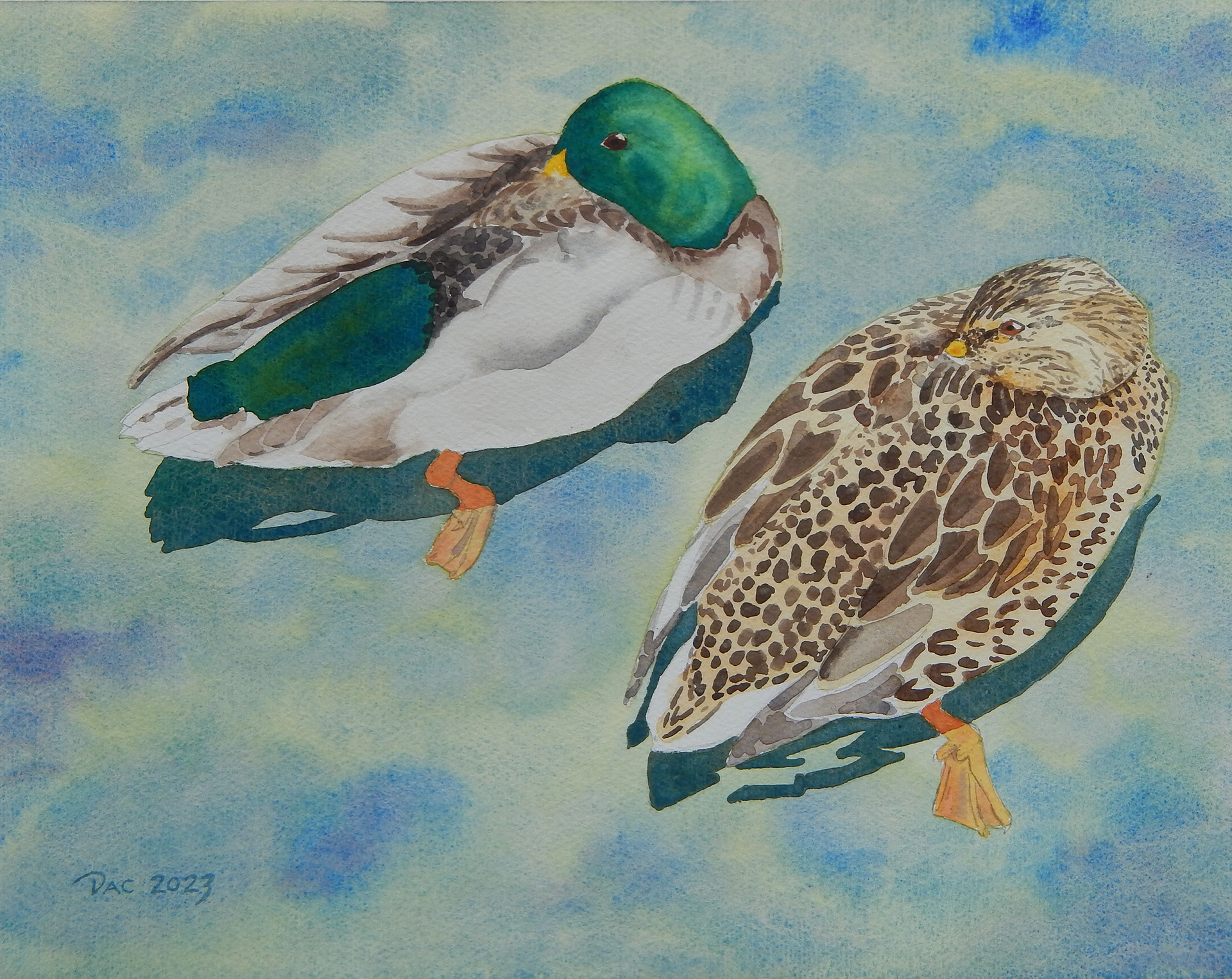 Drowsin' Ducks