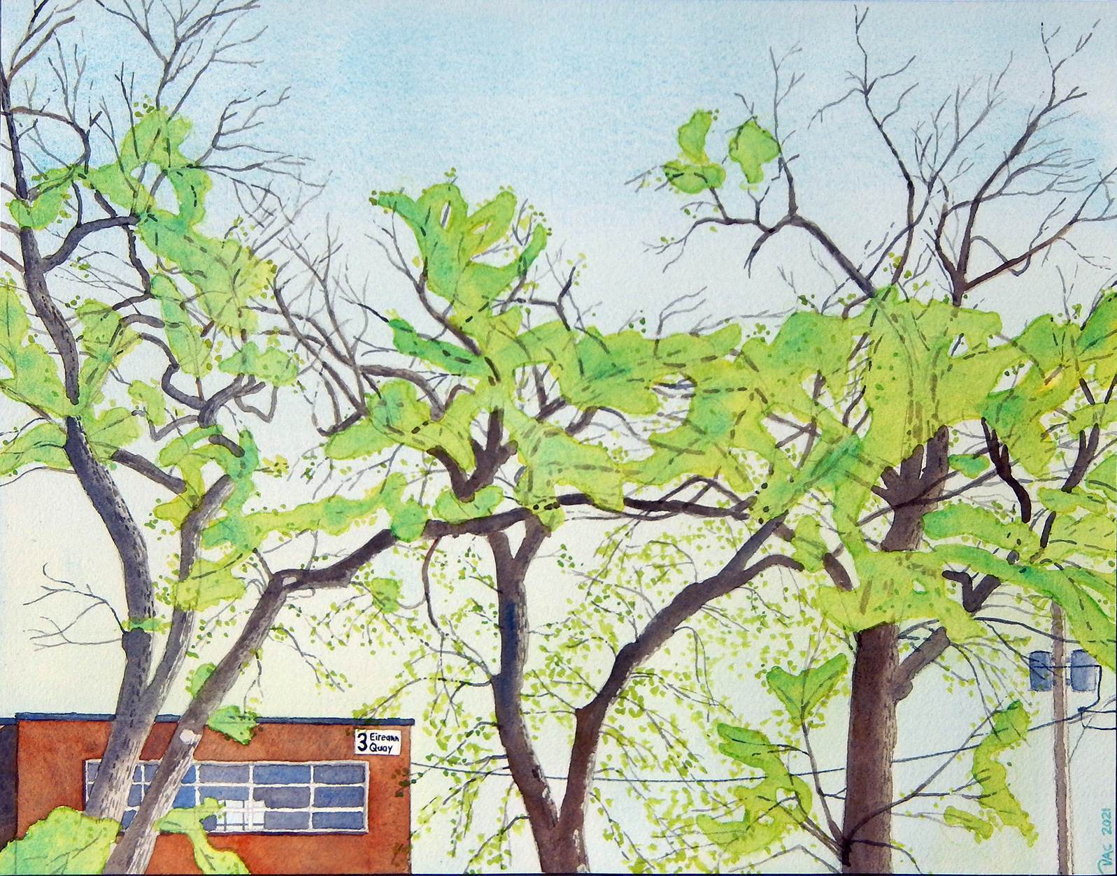 Siberian Elms, Eireann Quay, 11x14"