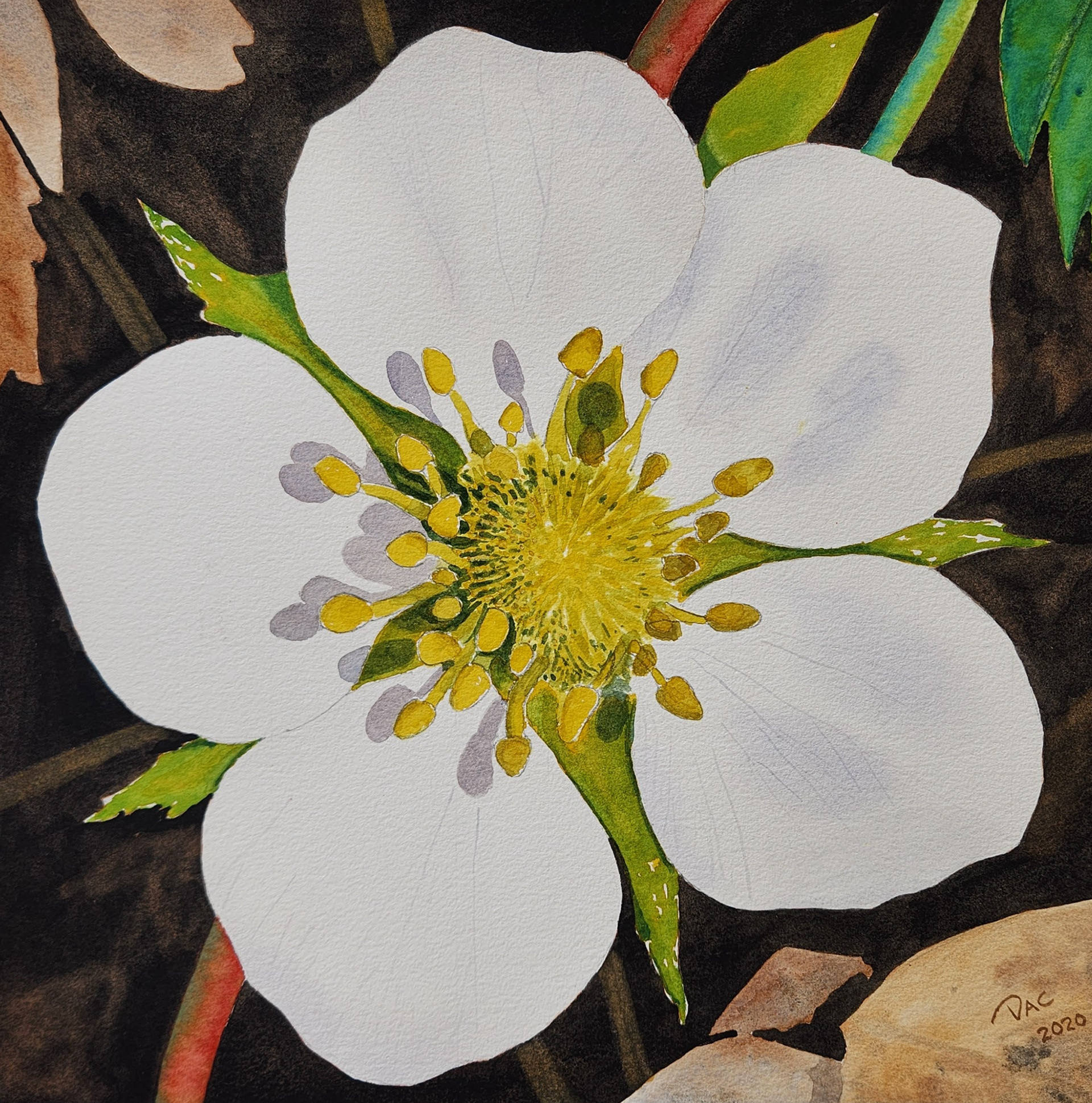 New Beaver Meadow Strawberry Bloom, 12x12"