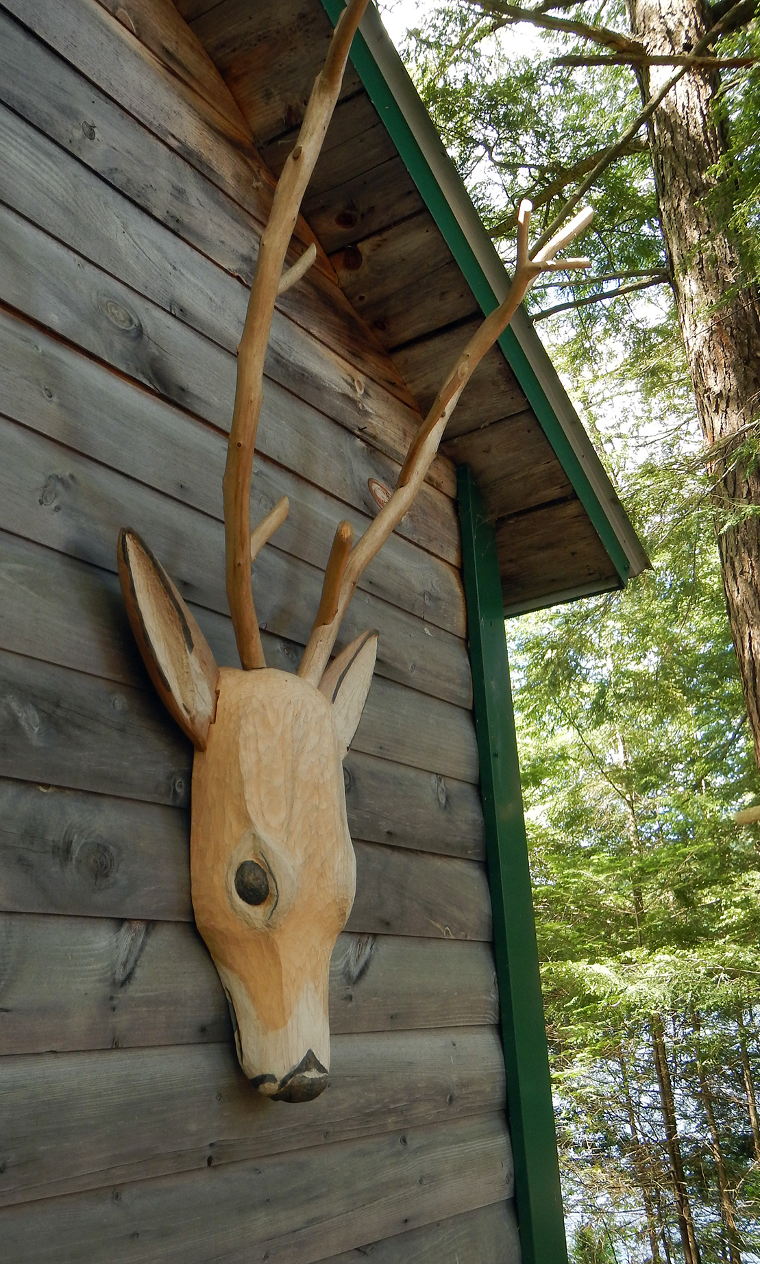 Heroic Buck, white cedar