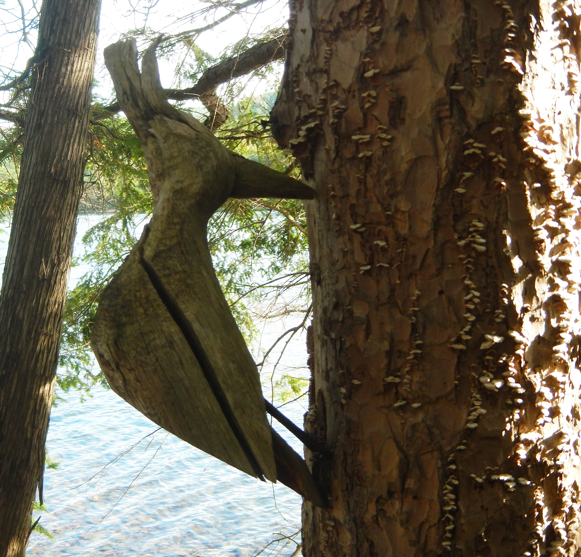 Woodpecker, beaver-chewed poplar, nail
