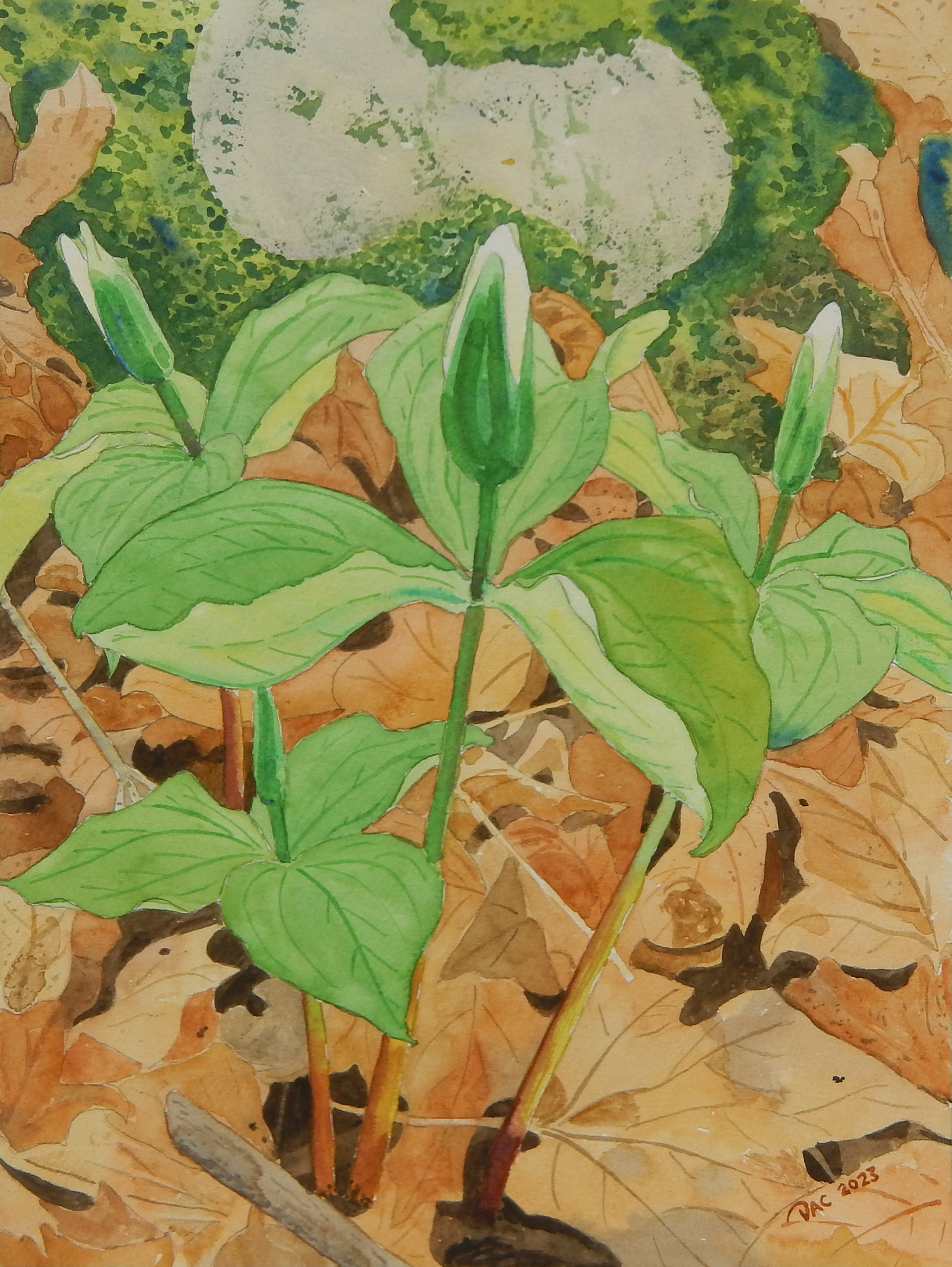 New Trilliums, Rouge Valley, 9x12"
