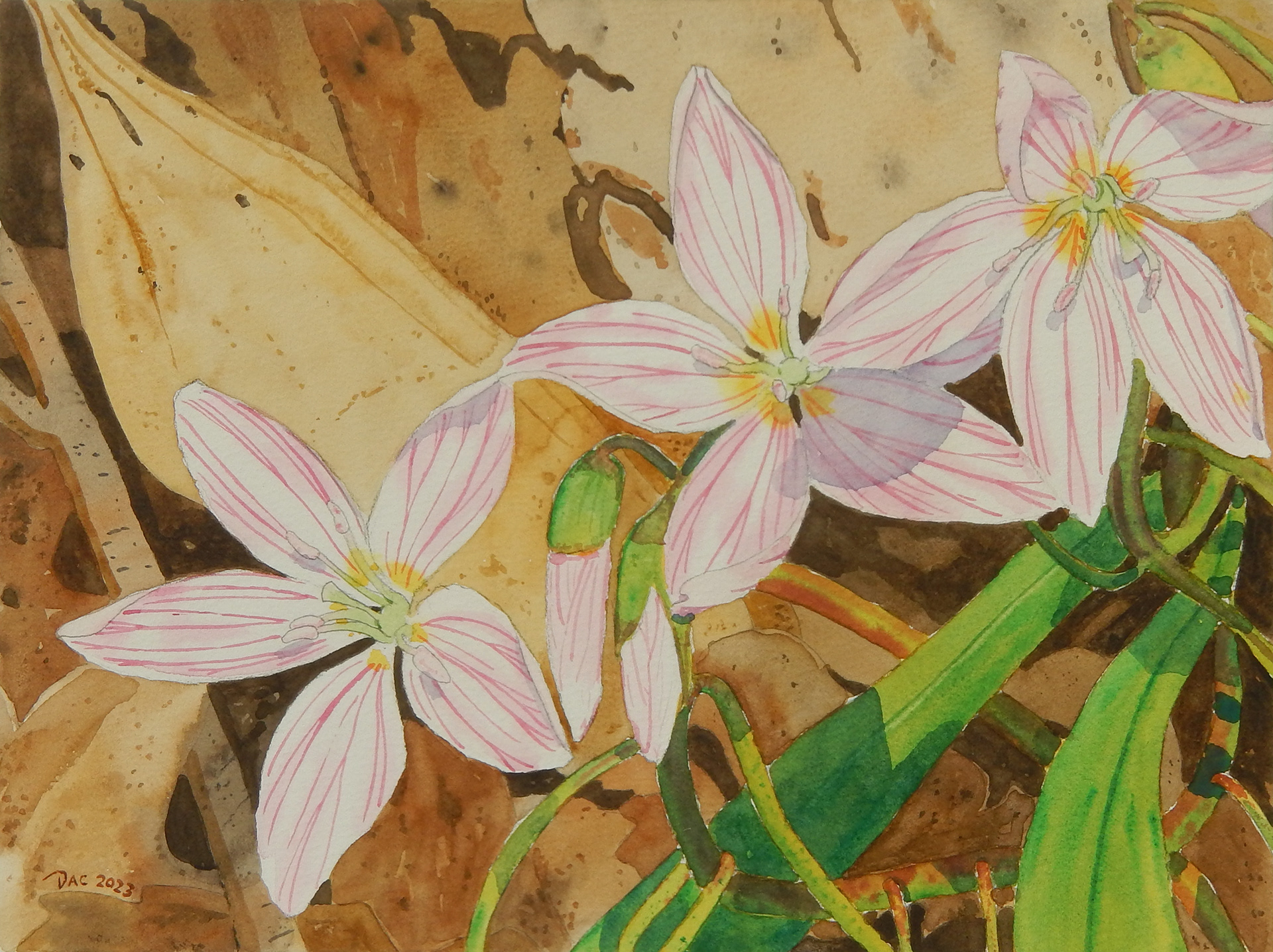 Spring Beauty Trio, Rouge Valley, 9x12"