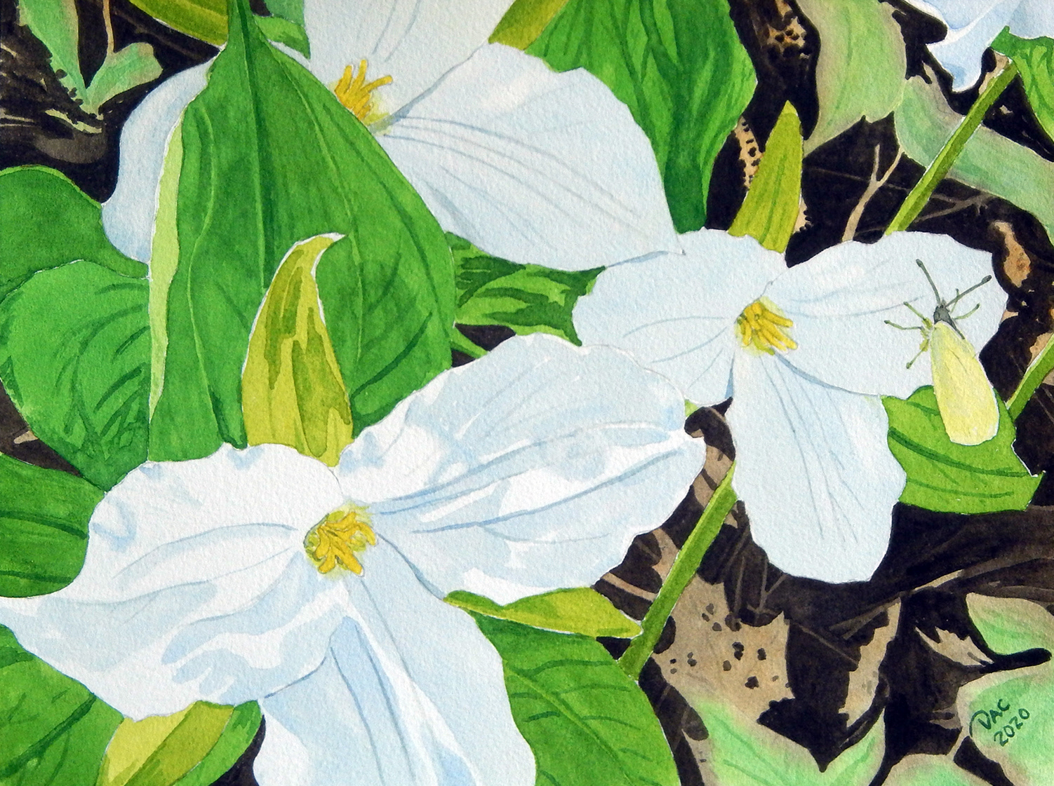 Trilliums, Bruce Trail, 9x12"